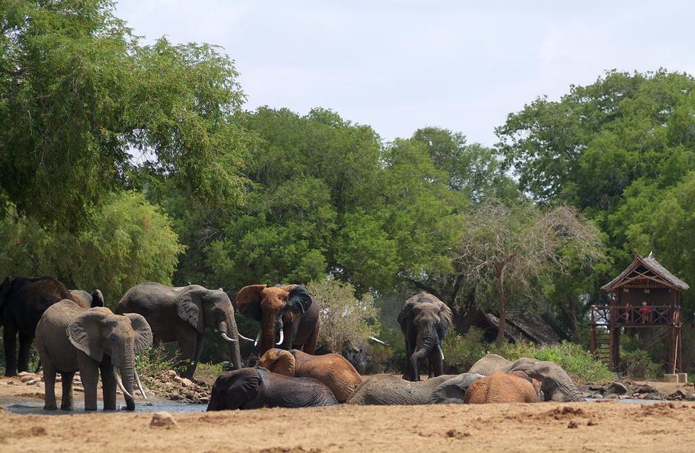 Satao Camp - Safari